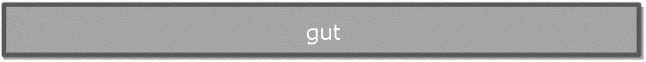gut
